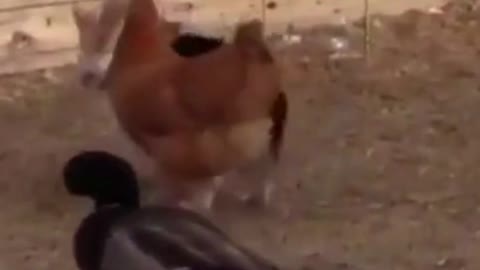 EPSD#08, FUNNY DOG,#funniest dog,#funniest animal videos, #funny animal,#Cute Dog, #funny,#shorts.