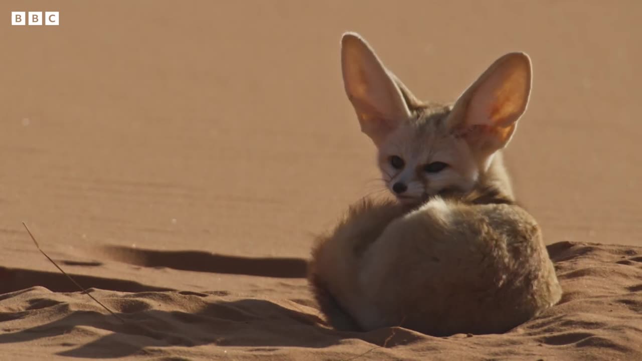 World's Smallest Wild Dog | Dogs in the Wild: Meet The Family | BBC Earth