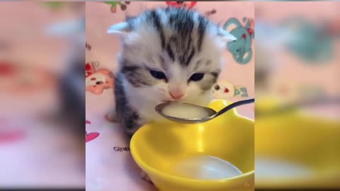 Let's drink some milk😻