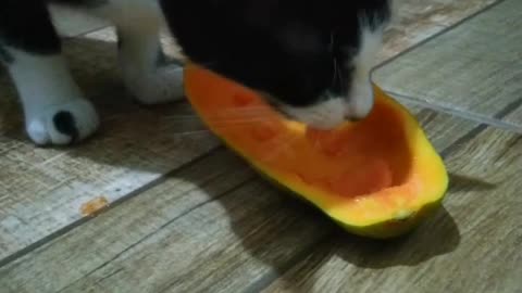 Have you ever seen a cat eating papaya?