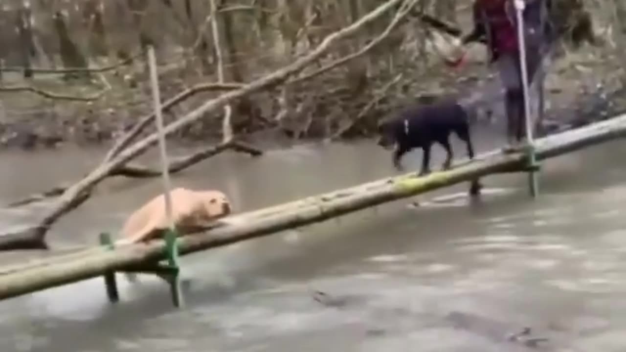 Paw-some Balancing Act: Dogs Conquer High-Wire Adventure Over River!