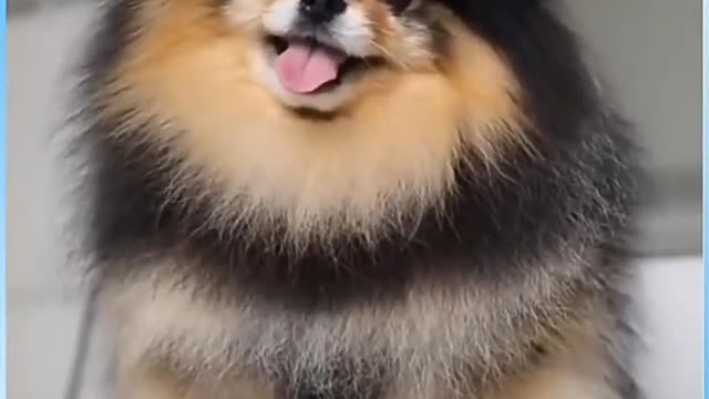 Funny small cute dog video