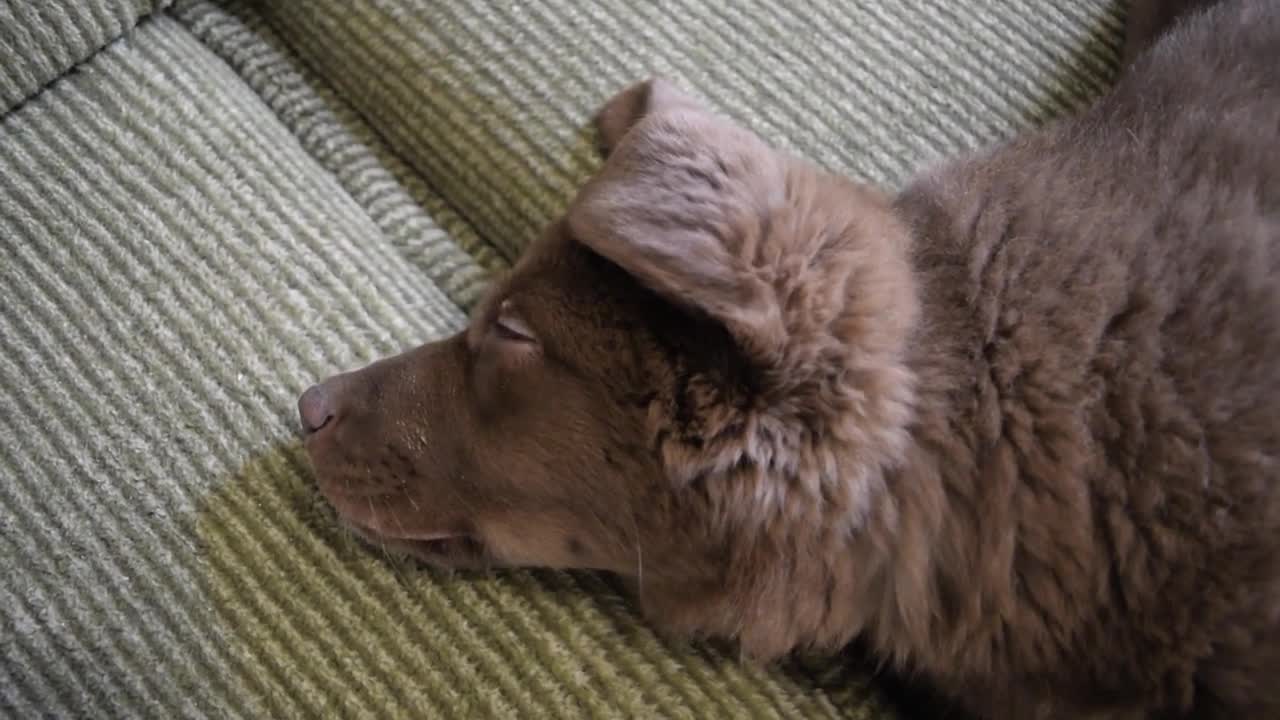 Funny Puppy yawn
