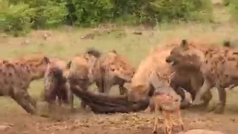 Hyenas never like loosing 🤣🤣🤣😃