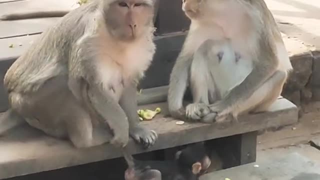 Monkey small family