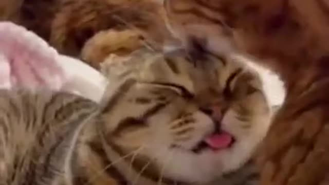 😍Cute and Funny Cat Compilation