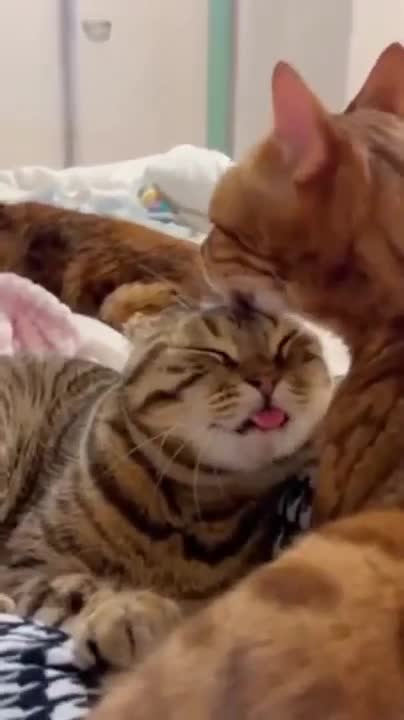 😍Cute and Funny Cat Compilation