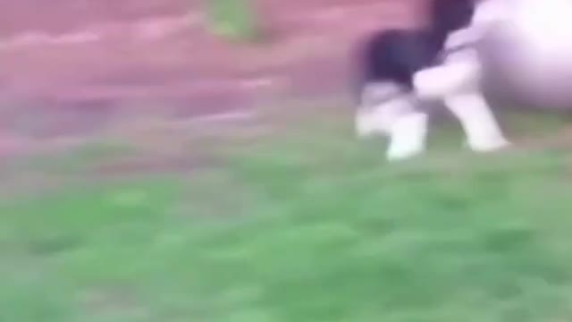 Try not to Laugh | Cute dogs ultimate fails compilation