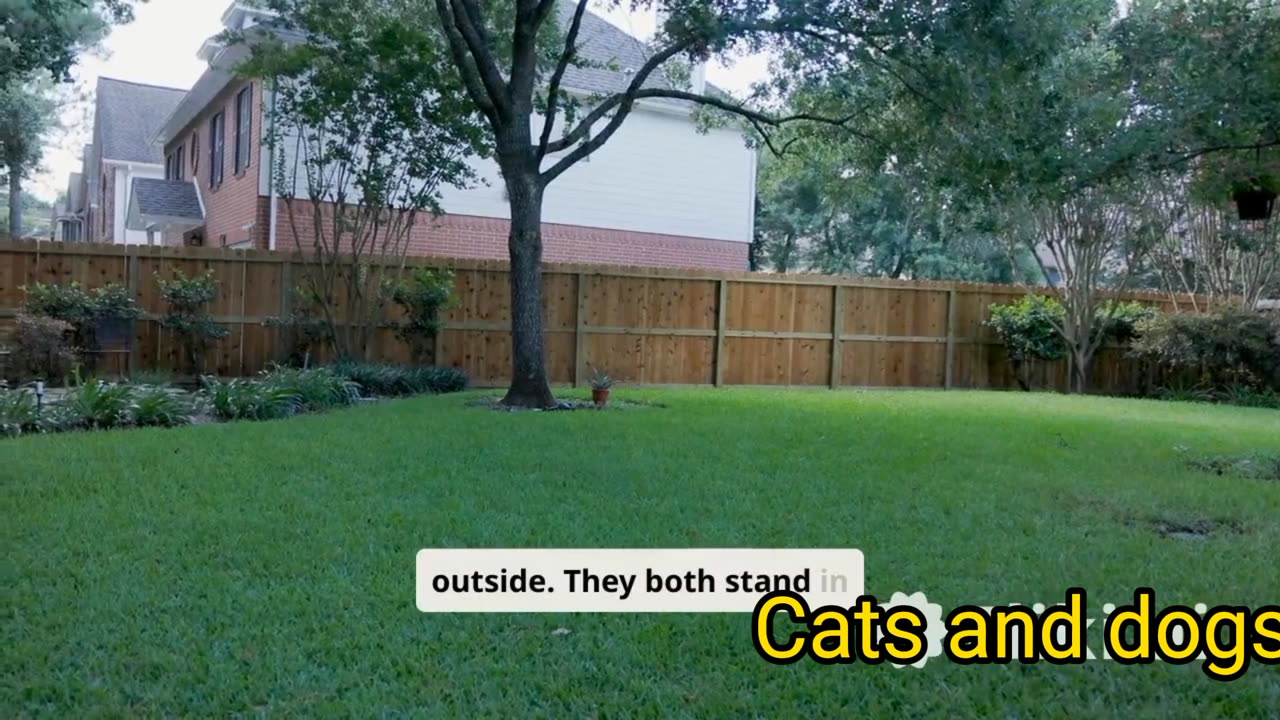 Cats life style.