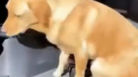 Cute cat video