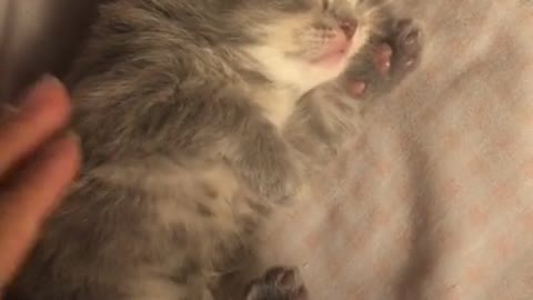weke weke small cat ❤😂