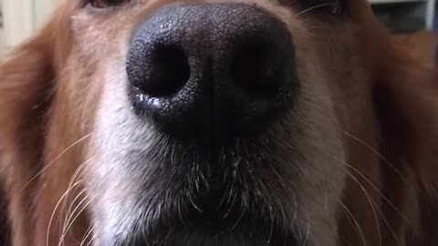 Red dog pretzels on nose falls off