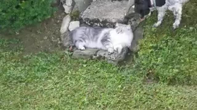 *****CAT and small DOG are playing! Well dog is playing and cat.......