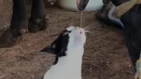 Cat funny video wow