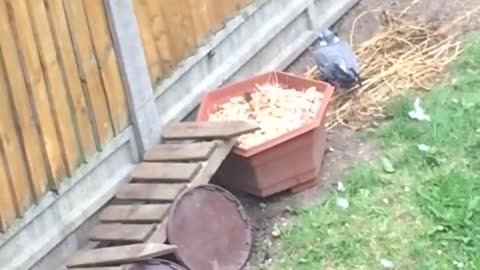 Random Backyard Nature Documentary
