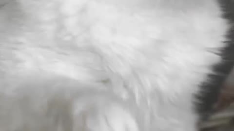 Dashing cat