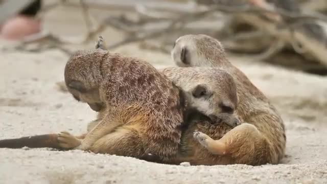 Animalitos alegres