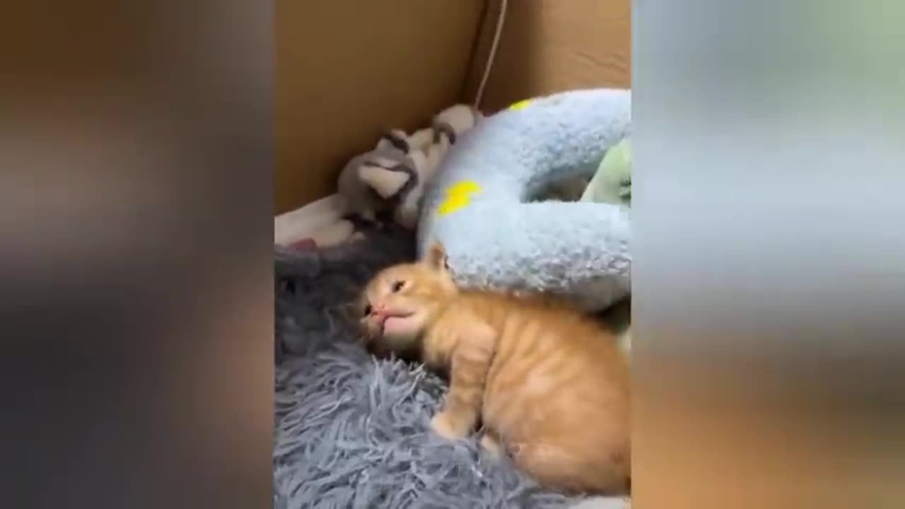 18 minutes of adorable cats and kittens videos to keep you smiling