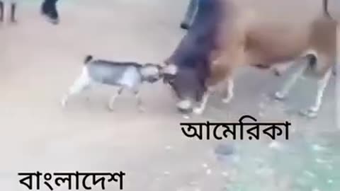 বাংলাদেশ & আমেরিকা