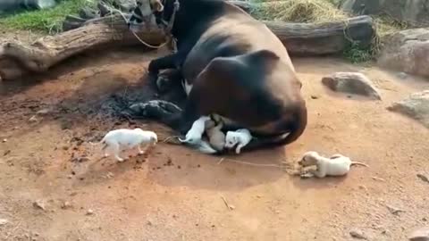 Cow becomes foster mother for seven orphaned pups in southern India