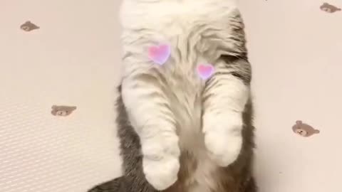 Cat love 😘😘😘