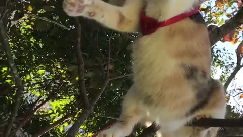 Cat hanging on a leash with leash on