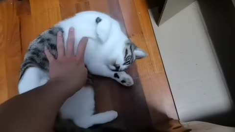 This cat is nice to touch