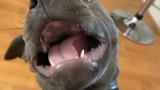 ASMR PITBULL #VIRAL #SHORTS