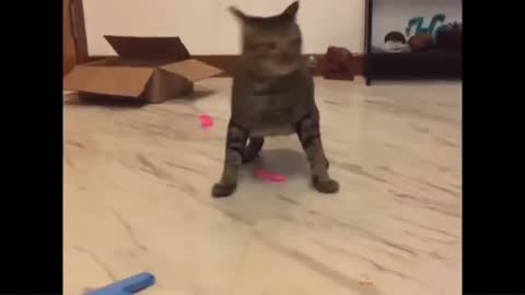 Cat Reaction to Playing Balloon