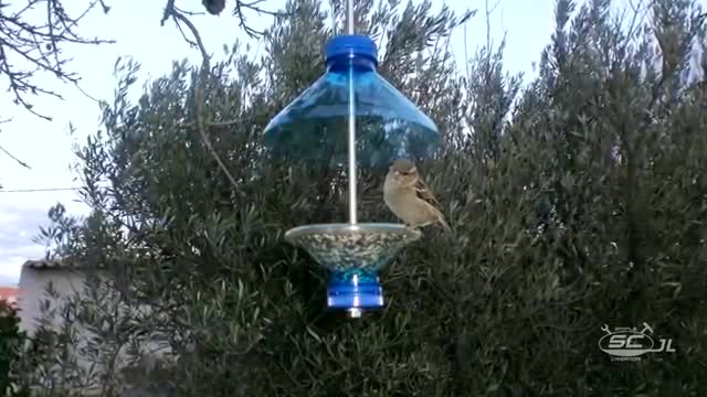 HOW TO MAKE A COMEDY FOR BIRDS WITH PET BOTTLE