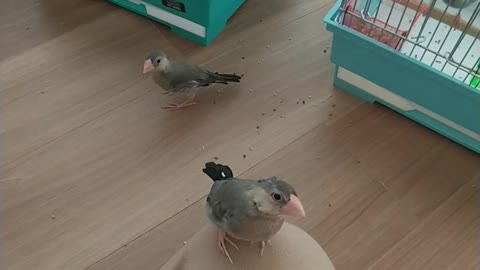 足にも乗ってみたよ