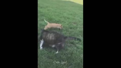 Funny cat video 😂 #2