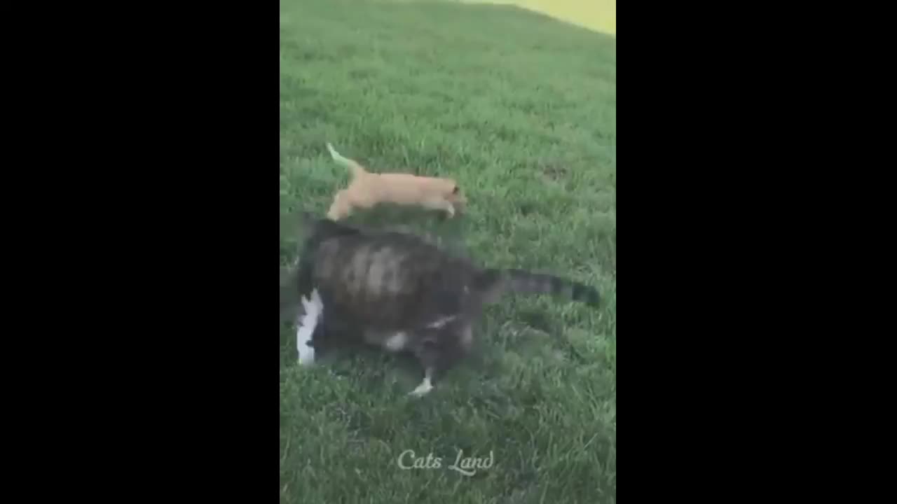 Funny cat video 😂 #2