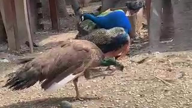 Peacock sunbathing