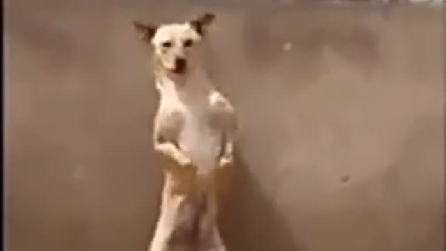 how beautiful is the dog dancing