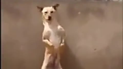 how beautiful is the dog dancing