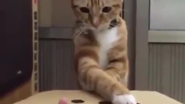 playing with a cat😀