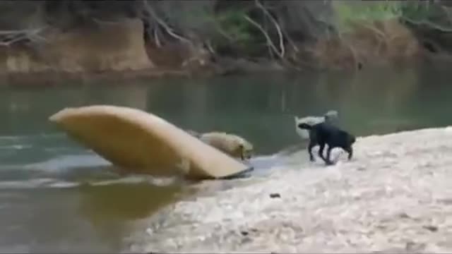 Brave dog breed labrador rescues two friends