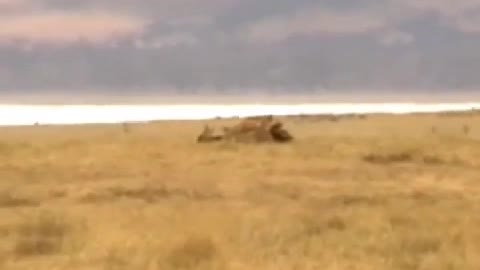 Hyenas hunting wildebeest, put down after began to eat