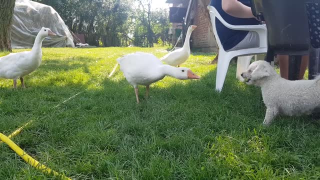 Geese take on feisty dogs, finishes with epic conclusion