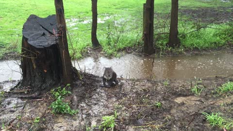 Koala Lost in Australian Floodwaters