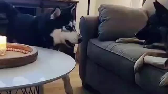 She took his bone 😅
