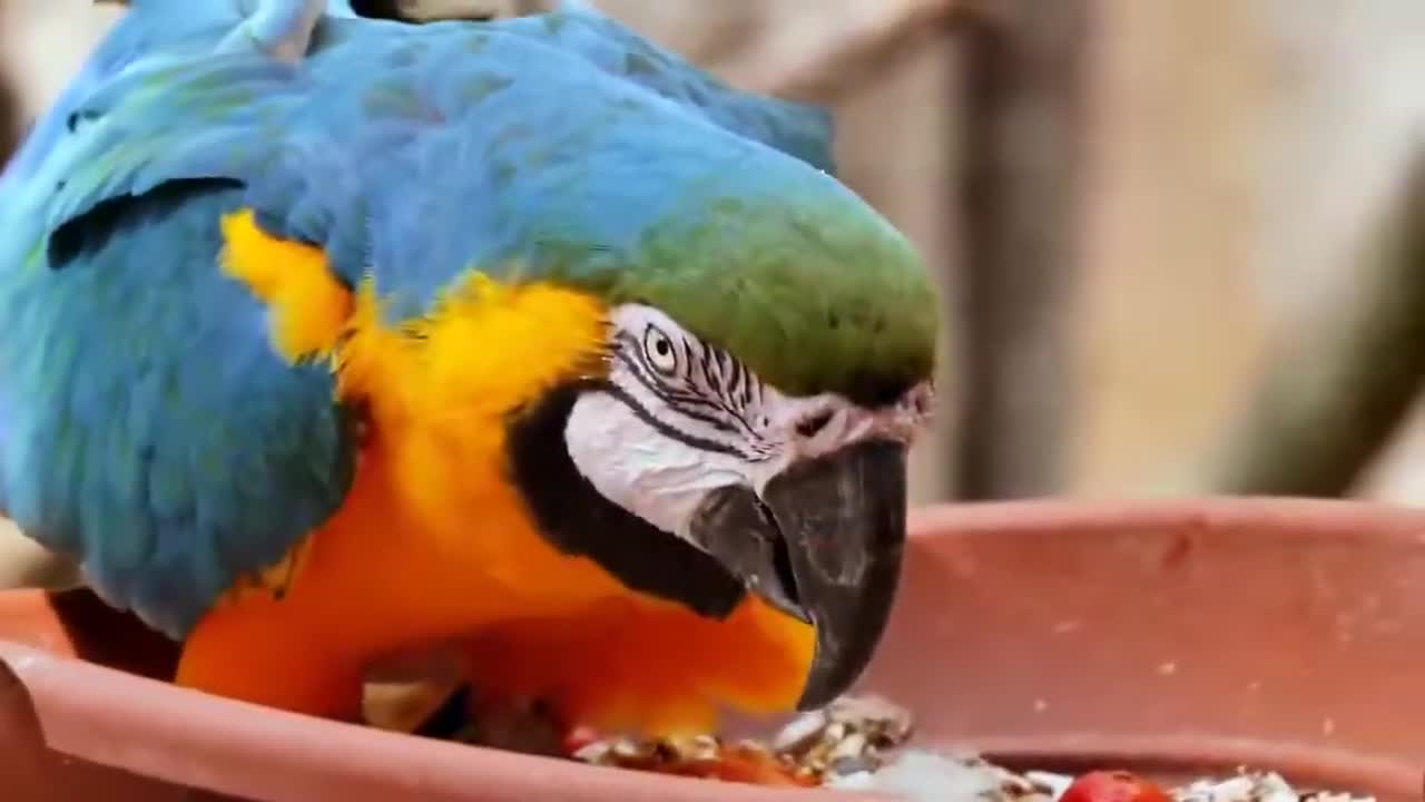 Parrot Video | parrots in the world