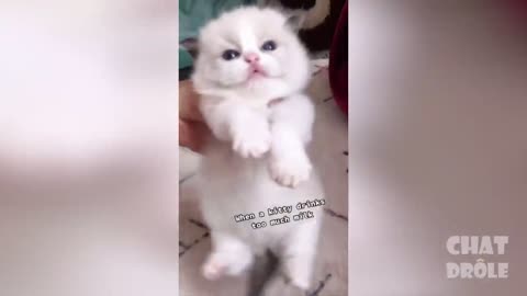 Funny Cats