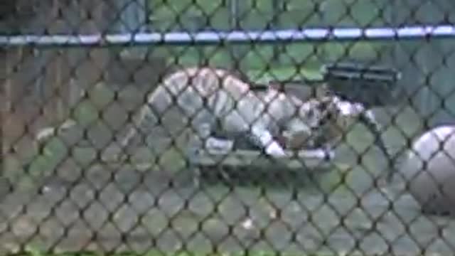 Male and Female Tigers Playing