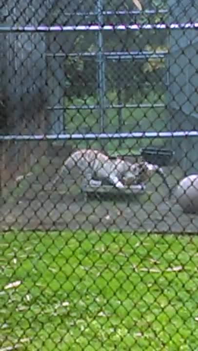 Male and Female Tigers Playing