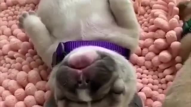 Funny and Cute French Bulldog Puppies Compilation #5 - Cutest French Bulldog