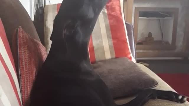 Crazy howling rescue Dog!