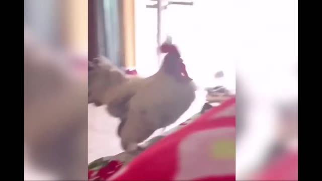 Funny Animals / Fun with cats and dogs 2022