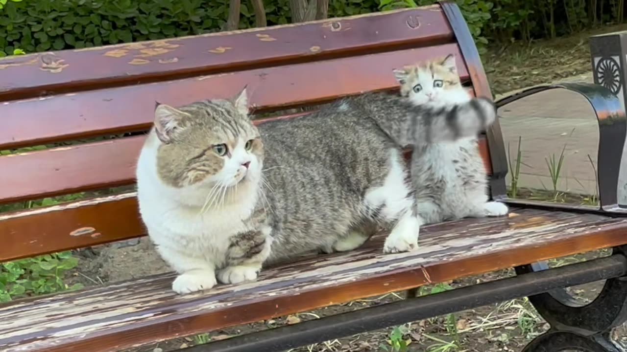 Adorable Kitten vs. Elusive Bug: Hilarious Chase!